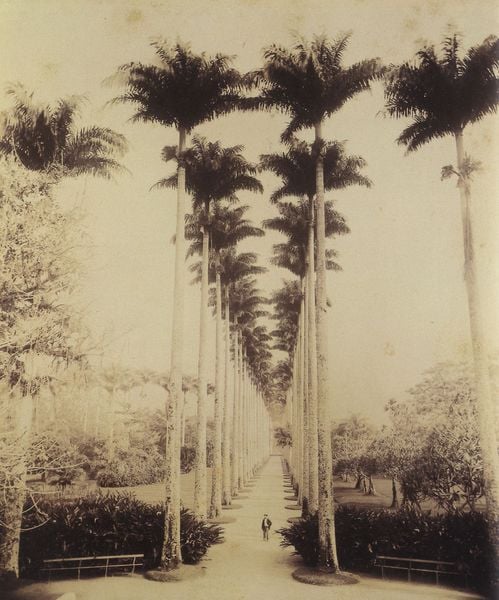 Allee der 128 Königspalmen im Botanischen Garten von Rio. by Marc Ferrez. 1879–1881. Motifs recorded: palmen, weg, bäume, mann, foto, park, allee, fotografie.