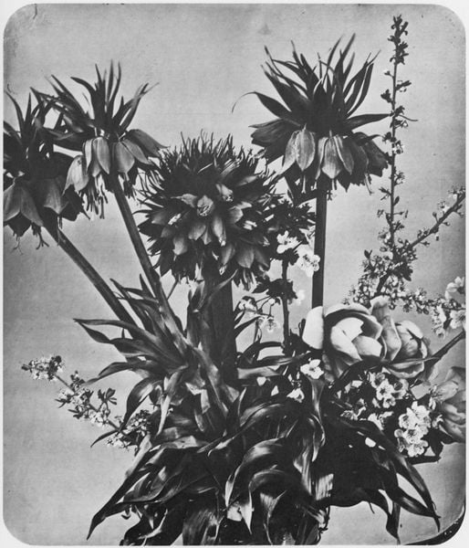 Blumen. by Adolphe Braun. 1854–1856. Motifs recorded: flowers, photo, leaves, white, black, blumen, plants, petals.