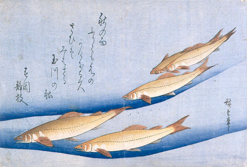 Ayu. by Utagawa Hiroshige. 1830. Motifs recorded: fische, braun, blau, wasser, schrift, japanisch, flossen, japan.