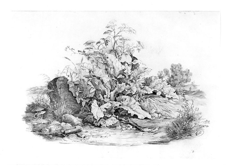 Blatt- und Staudengewächse am Wasser. by Karl Ludwig Frommel. 1837. Motifs recorded: blätter, zeichnung, stein, gras, pilze, pilz, natur, pflanzen.