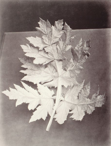 Bärenklau mit langen Blättern/ Berce a longue feuille. by Ch. Aubry. 1864. Motifs recorded: foto, blatt, fotografie, baum, zweig, schwarz, pflanze, blätter.